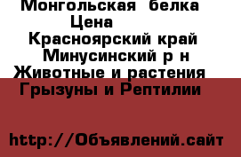 Монгольская  белка › Цена ­ 200 - Красноярский край, Минусинский р-н Животные и растения » Грызуны и Рептилии   